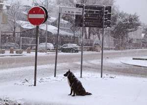 Emergenza neve, cane colpito da depressione