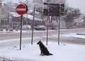 Leggi: Emergenza neve, cane colpito da depressione