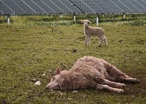 Emergenza sanitaria nazionale: il fotovoltaico industriale nei campi desertifica e uccide il territorio e le sue creature