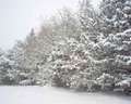 Leggi: Rignano Garganico: domani luned 10 dicembre il Sindaco chiude scuole per emergenza neve 