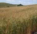 Leggi: Raccolta record di grano in Capitanata